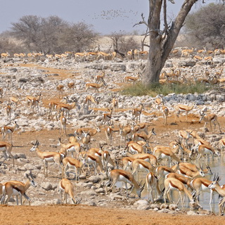 Etosha - Okaukuejo - Springboks